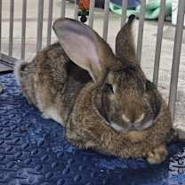 Thumbnail photo of Pietro (Peter) #1