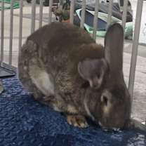 Thumbnail photo of Pietro (Peter) #2