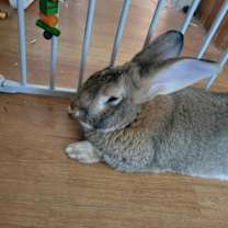 Thumbnail photo of Pietro (Peter) #3