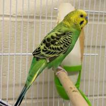 Thumbnail photo of A249529 #1