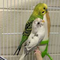 Thumbnail photo of A249529 #2