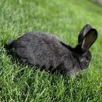 Thumbnail photo of Moon #1