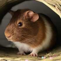 Thumbnail photo of Diogo #1