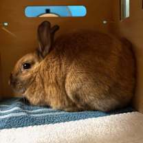 Thumbnail photo of Rolo #1