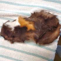 Thumbnail photo of Apollo #2