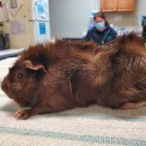 Thumbnail photo of Apollo #3