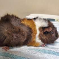 Thumbnail photo of Apollo #4