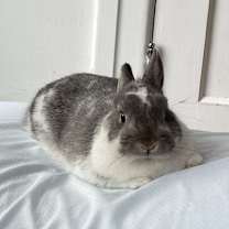 Thumbnail photo of Bonnie (Bunbun) #1