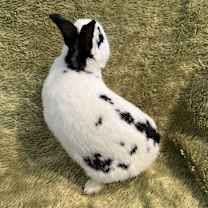 Thumbnail photo of Fernando #3