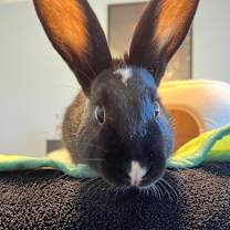 Thumbnail photo of French Hen #1