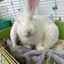 Thumbnail photo of Peralta #1