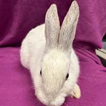 Thumbnail photo of Snuggle #2