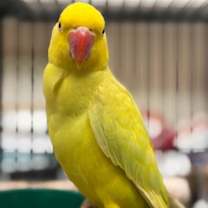 Thumbnail photo of Crouton #2