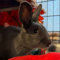 Thumbnail photo of Clover #1