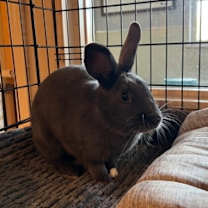 Thumbnail photo of Clover #3