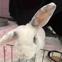 Thumbnail photo of Pebbles #1