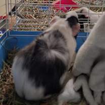 Thumbnail photo of Figlie #1