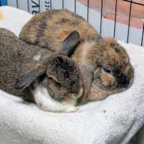 Thumbnail photo of Floppy #1