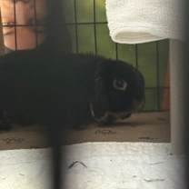 Thumbnail photo of Sphynx #3