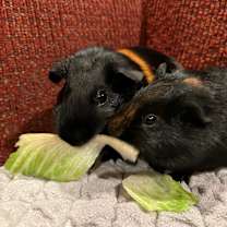 Thumbnail photo of Storm #2