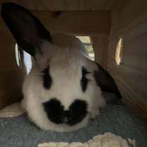 Thumbnail photo of Lulu #4