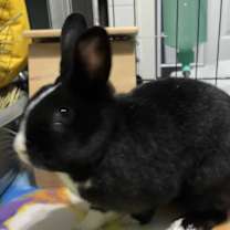 Thumbnail photo of Pepperoni #4