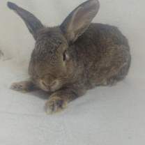 Thumbnail photo of Hadley #1