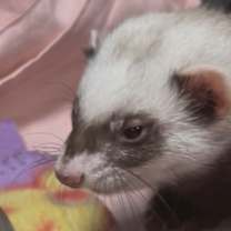 Thumbnail photo of Poppy #2