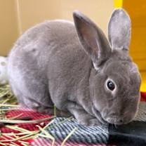 Thumbnail photo of Clifford #1