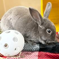 Thumbnail photo of Clifford #3