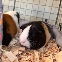 Thumbnail photo of Krampus #1