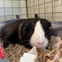 Thumbnail photo of Krampus #3