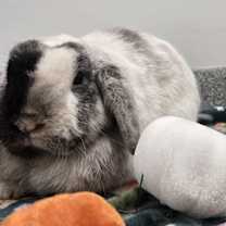 Thumbnail photo of Wilbur #2