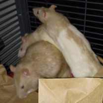 Thumbnail photo of Diane, Deborah, and siblings #4