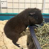 Thumbnail photo of Jinro #1