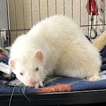 Thumbnail photo of Bandit #2