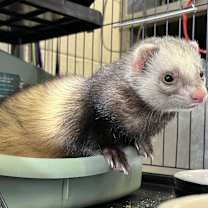 Thumbnail photo of Peaches #2