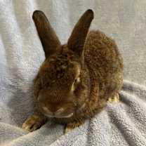 Thumbnail photo of Holy Pop #4