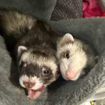 Thumbnail photo of Luna #1