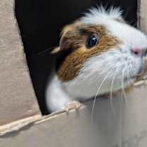 Thumbnail photo of Mocha #3