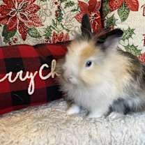 Thumbnail photo of Calico #3