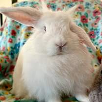 Thumbnail photo of Fifi #1