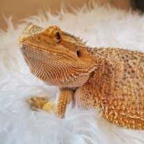 Thumbnail photo of Kandy #1