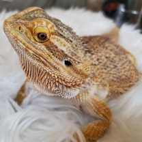 Thumbnail photo of Kandy #2