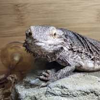 Thumbnail photo of Zule #1