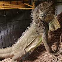 Thumbnail photo of T-Rex #1