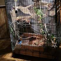 Thumbnail photo of T-Rex #4