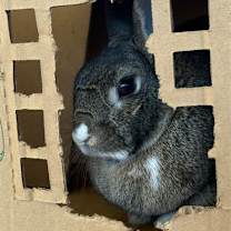 Thumbnail photo of AGATHA #1