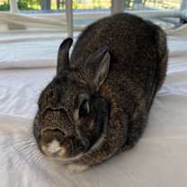 Thumbnail photo of AGATHA #3