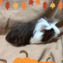 Thumbnail photo of Salem #3